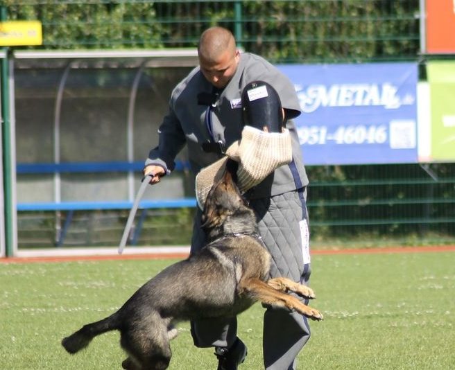 baki2 - Hohenburg - Working German Shepherd Dogs