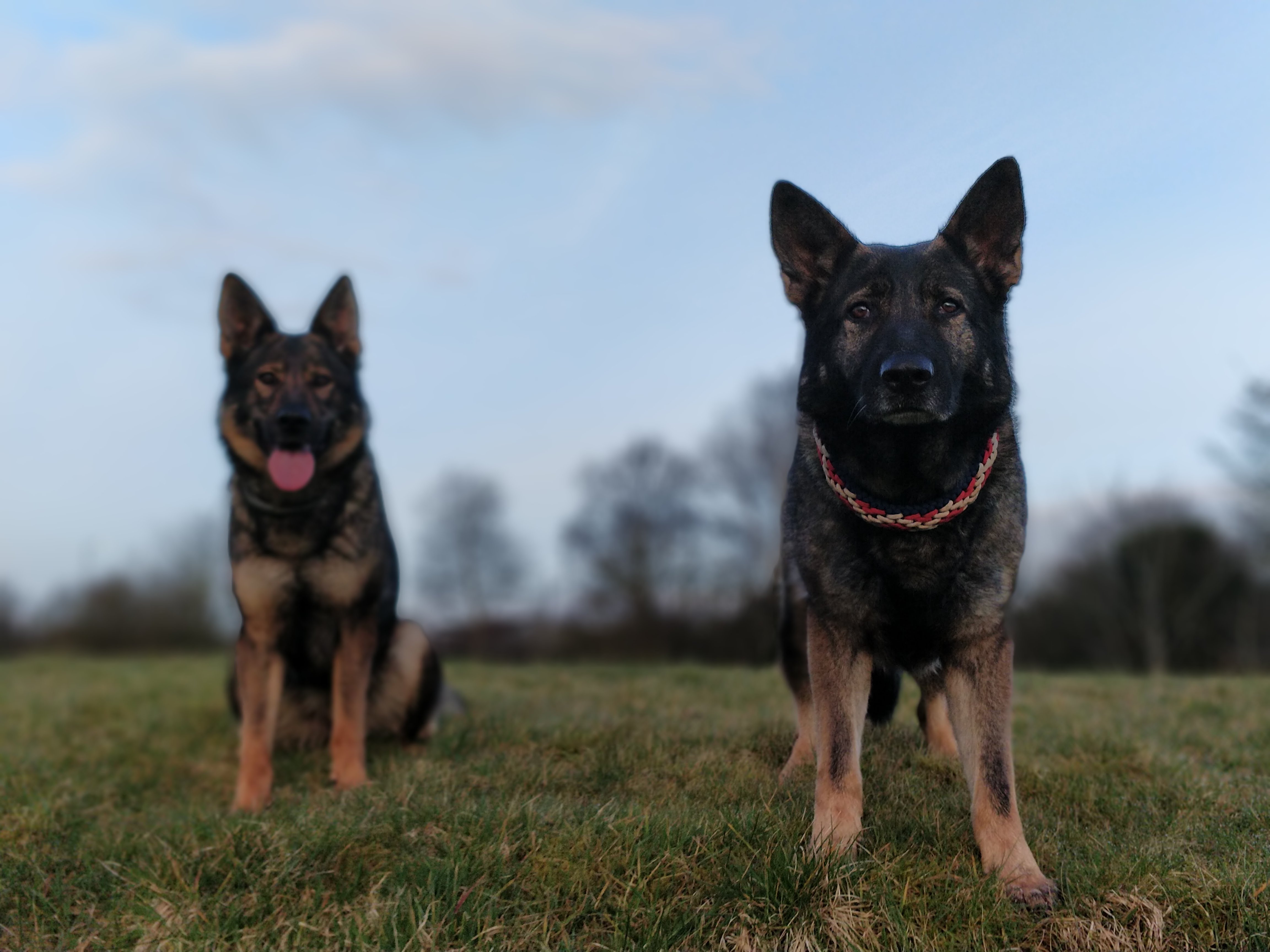 castle hill kennels